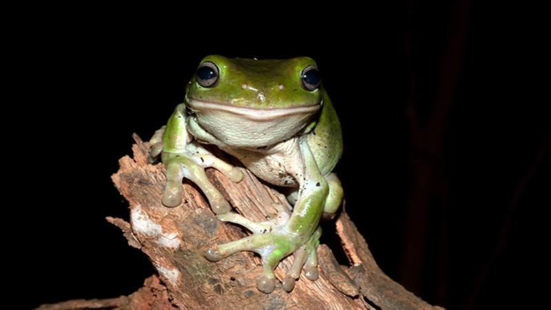 Healthy green tree frog