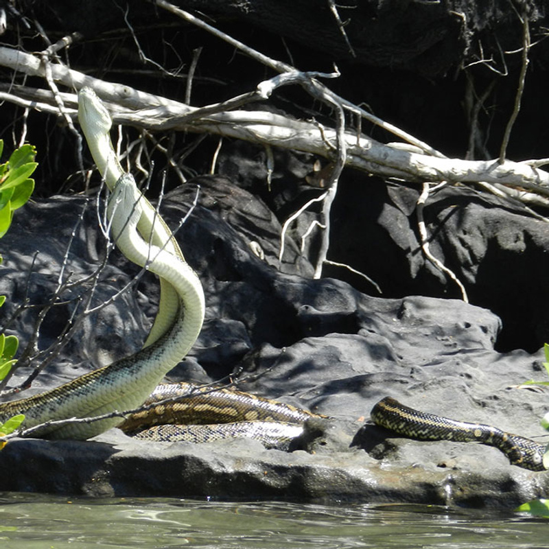 Pythons in mangroves image by Jacob Crisp