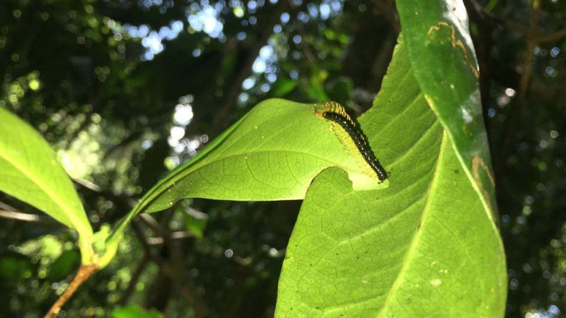 Closeup of caterpillar on leaf