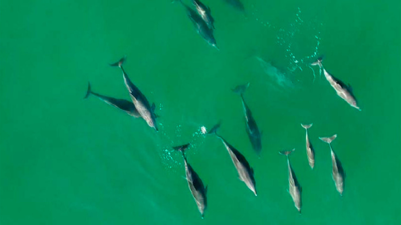 Dolphins as seen from above by a drone.