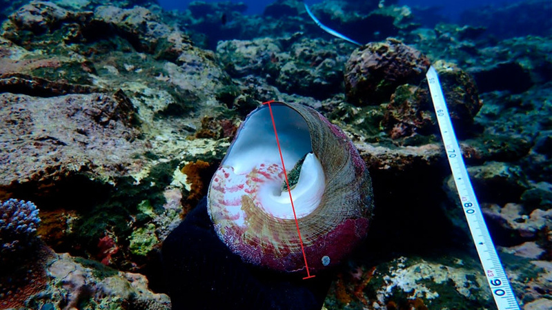 Location of R. nilotica maximum basal shell width (BSW) measurement.