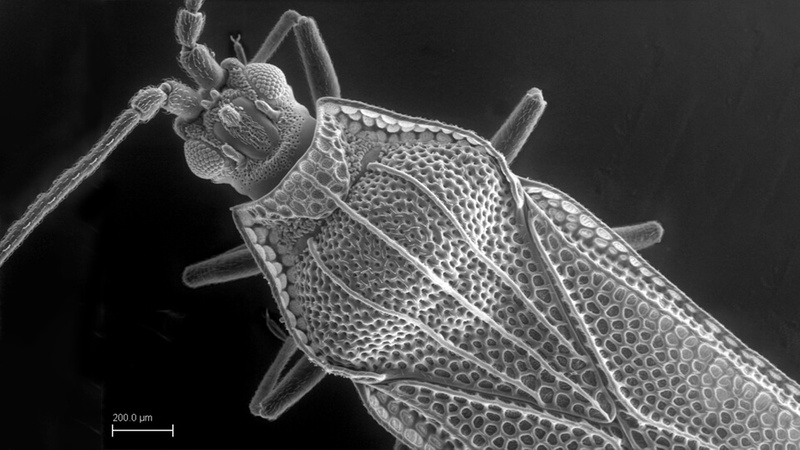 Microscopic image of Macadamia Lace Bug