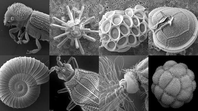 Selection of microscopy images taken with the scanning electron microscopy unit