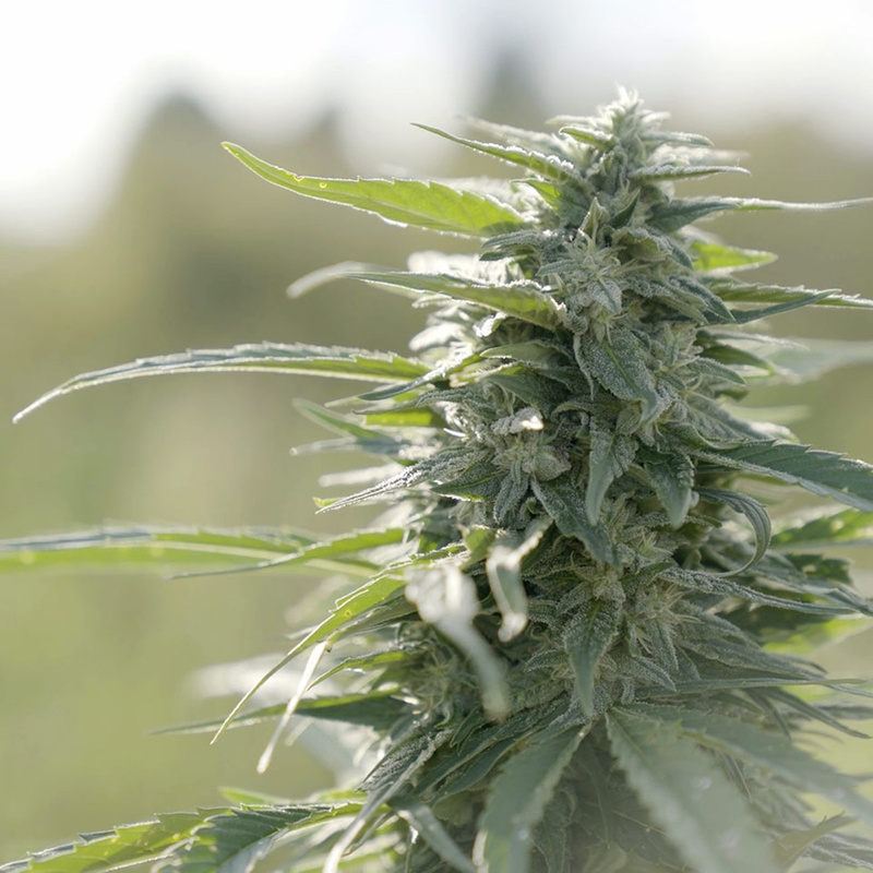 Close up shot of cannabis in field
