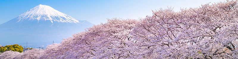 Global Experiences - Mt Fuji in Japan with pink cherry blossom in foreground