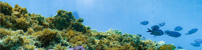 Coral at Heron Island with Fish