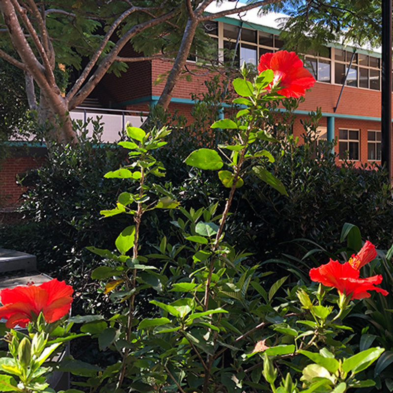 red flowering plant Lismore campus