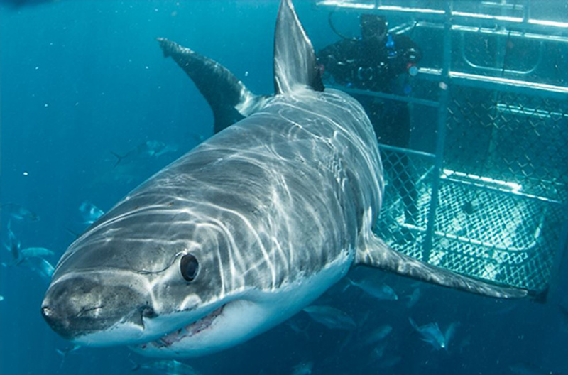 A shark cage diving experience. Photo courtesy Andrew Fox