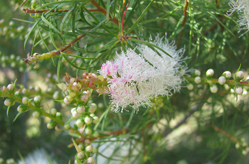 Tea tree Melaleuca alternifolia in bloom