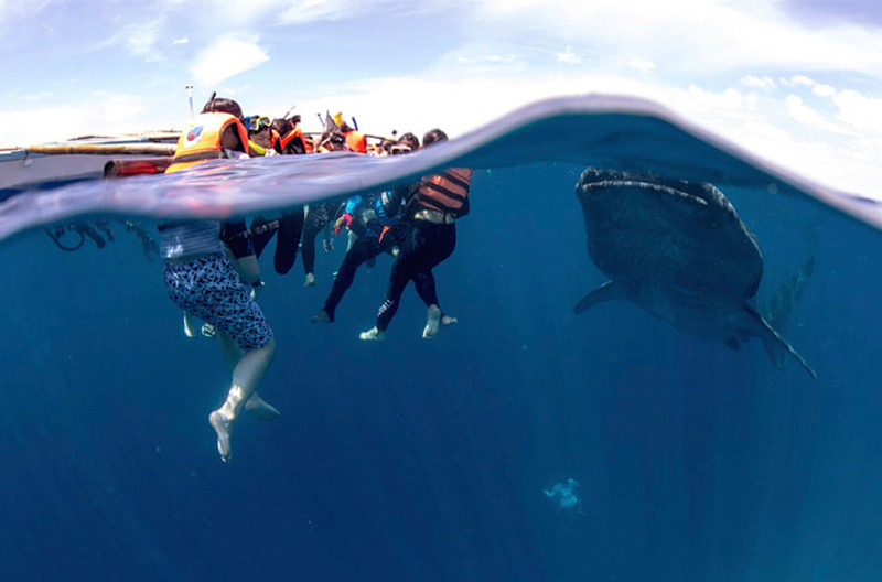Oslob whale sharks. Image credit: Andre Snoopy Monten