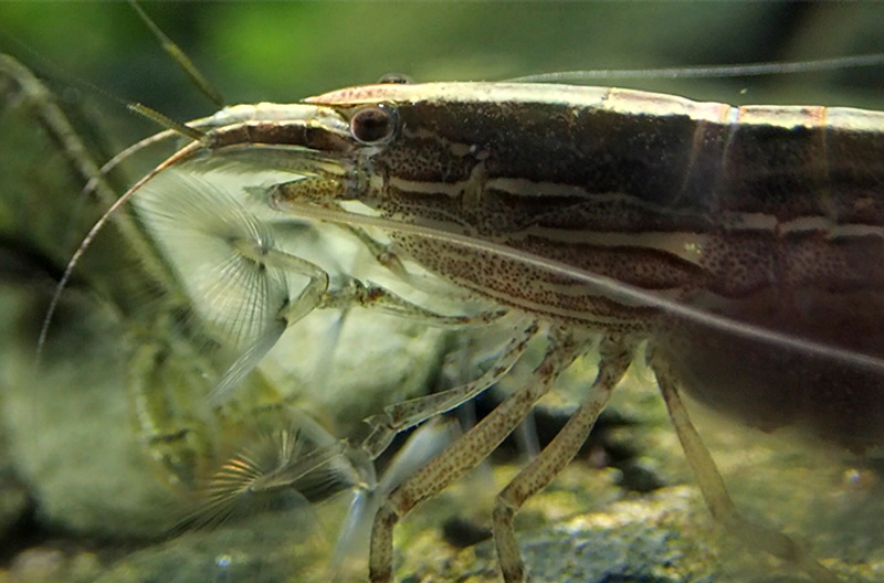 New Australatya shrimp species