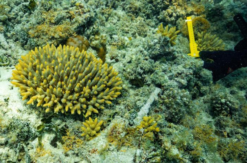 Several corals with ruler as measure in the background
