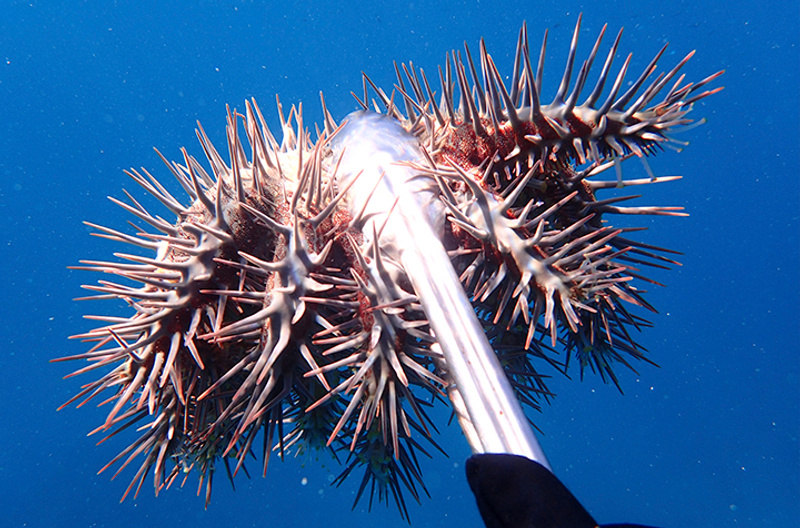 Adult crown of thorns starfish