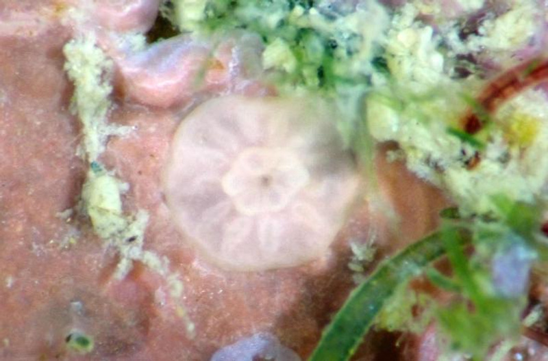 Microscopic circular shaped white coral