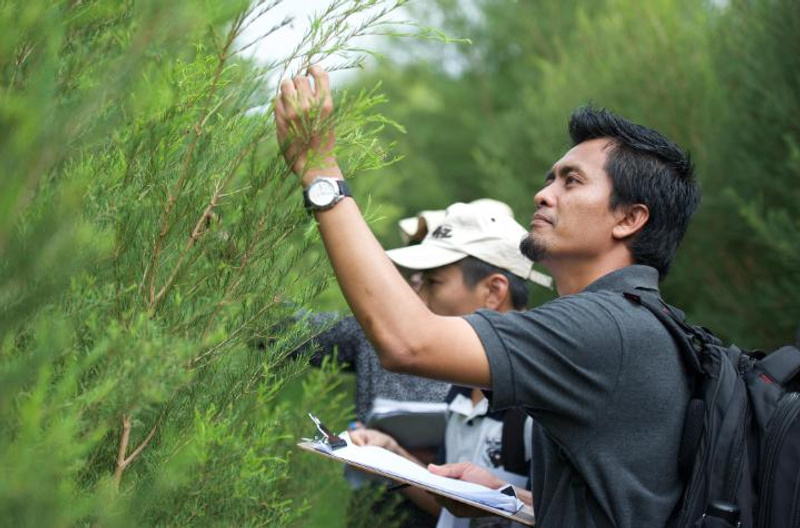 Man inspecting branch of tree
