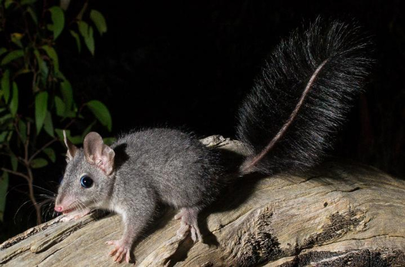 Small tree-climbing marsupial with a brush-like tail