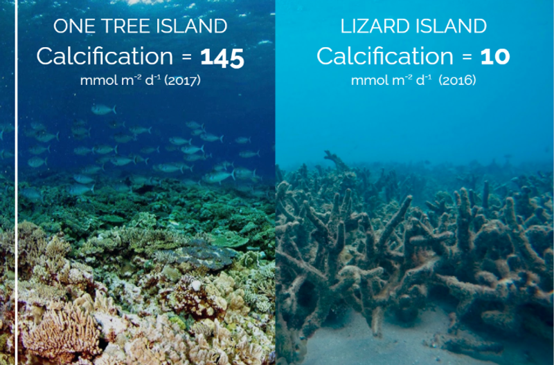 Images of contrasting reefs showing differences in calcification at One Tree Island vs Lizard Island