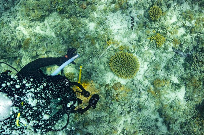 A scuba diver looking at corals
