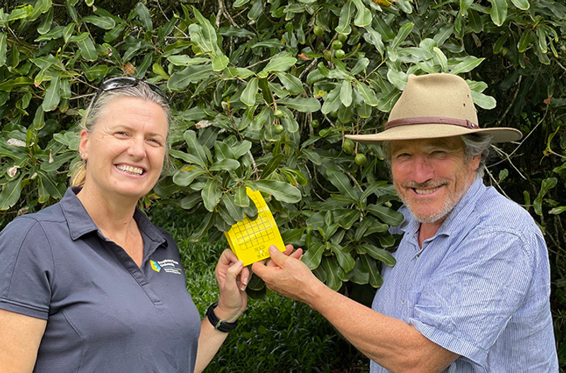 A man and woman check stick traps for macadamia lace bug