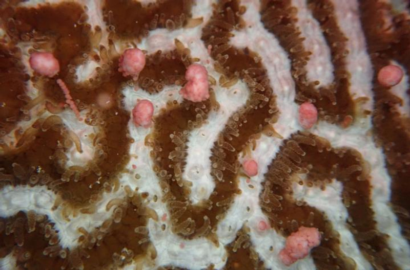 The platygyra daedalea coral releasing egg and sperm bundles during spawning