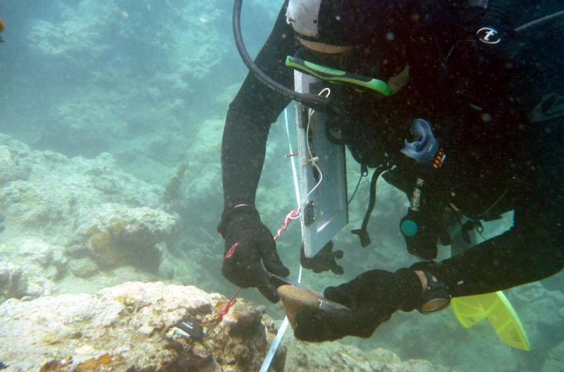 Scuba diver using a ruler to measure size of sea snail