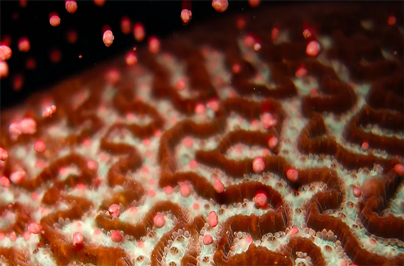 A coral spawning credit Anna Scott