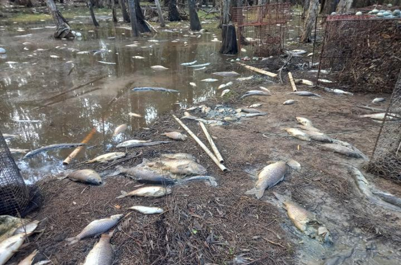 Fish kill on river bank after flooding event