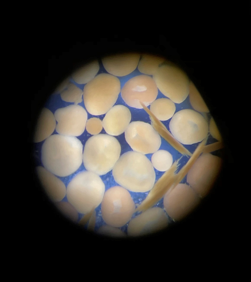 Coral embryos seen using a microscope at Whitsundays 2022