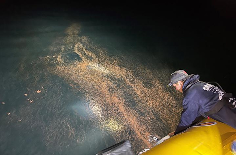 Collecting coral spawn floating on the ocean's surface at night