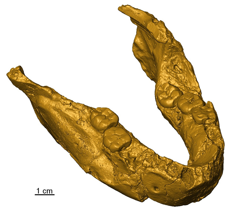Mandible SK 15 related to Paranthropus not Homo