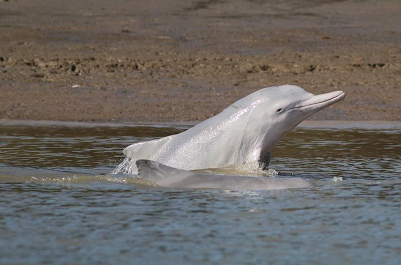 Humpback dolphin strand feeding credit Danielle Cagnazzi