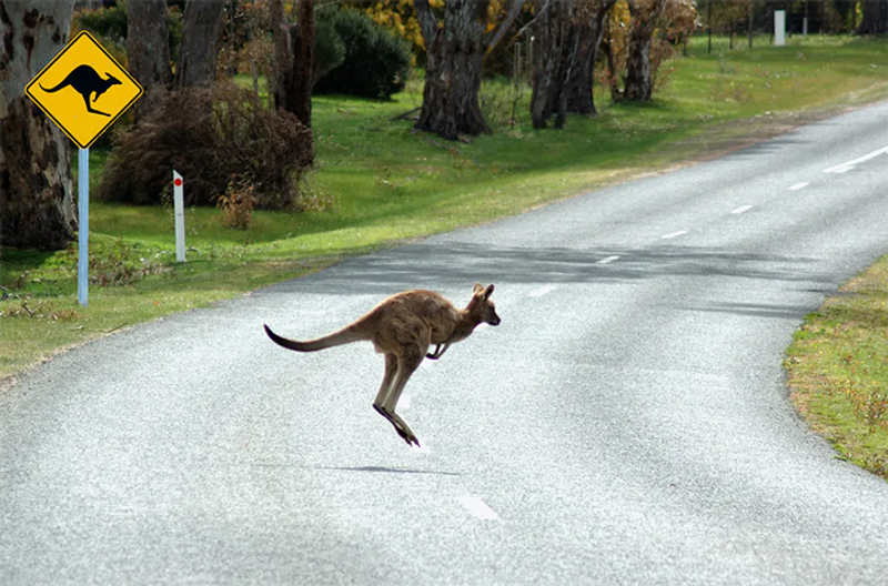 Kangaroo crossing road Credit Shutterstock
