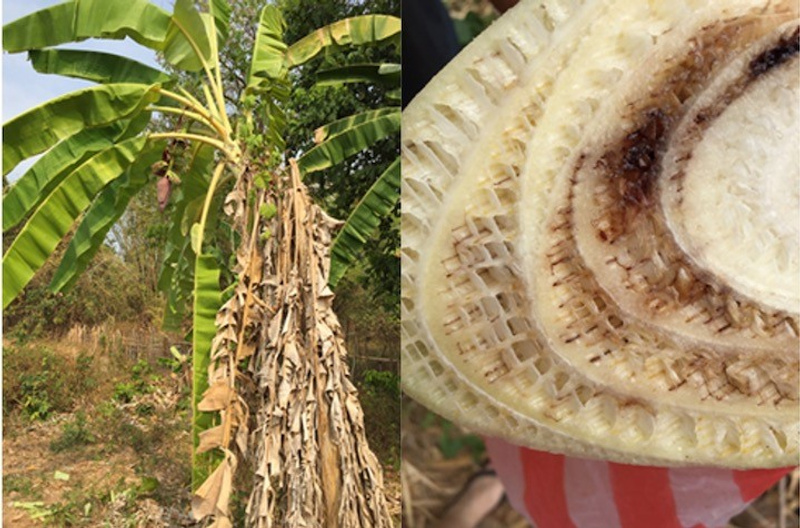 The fungal disease, called Panama disease, in bananas.