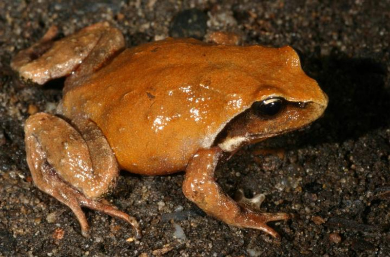 Philoria knowlesi mountainfrog