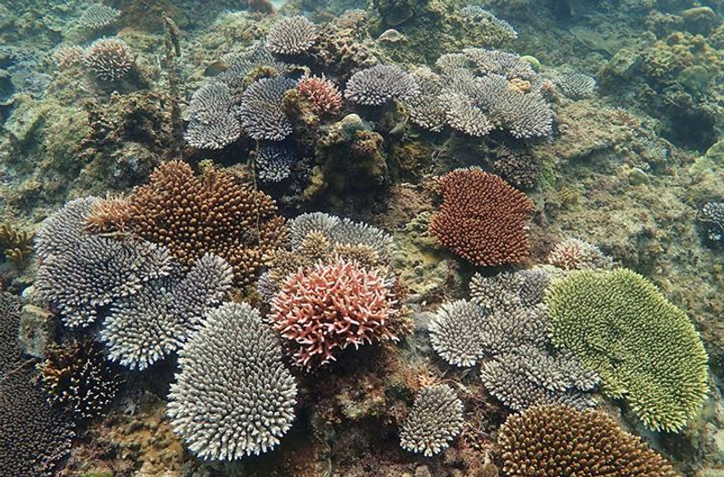 restored corals growing on degraded reefs in Philippines