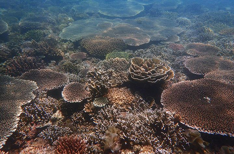 Philippines coral larval restoration site recovery