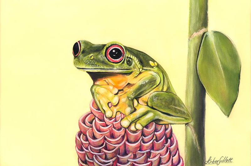 Drawing of Red Eye Tree Frog on ginger_Artwork by Amber Gillett