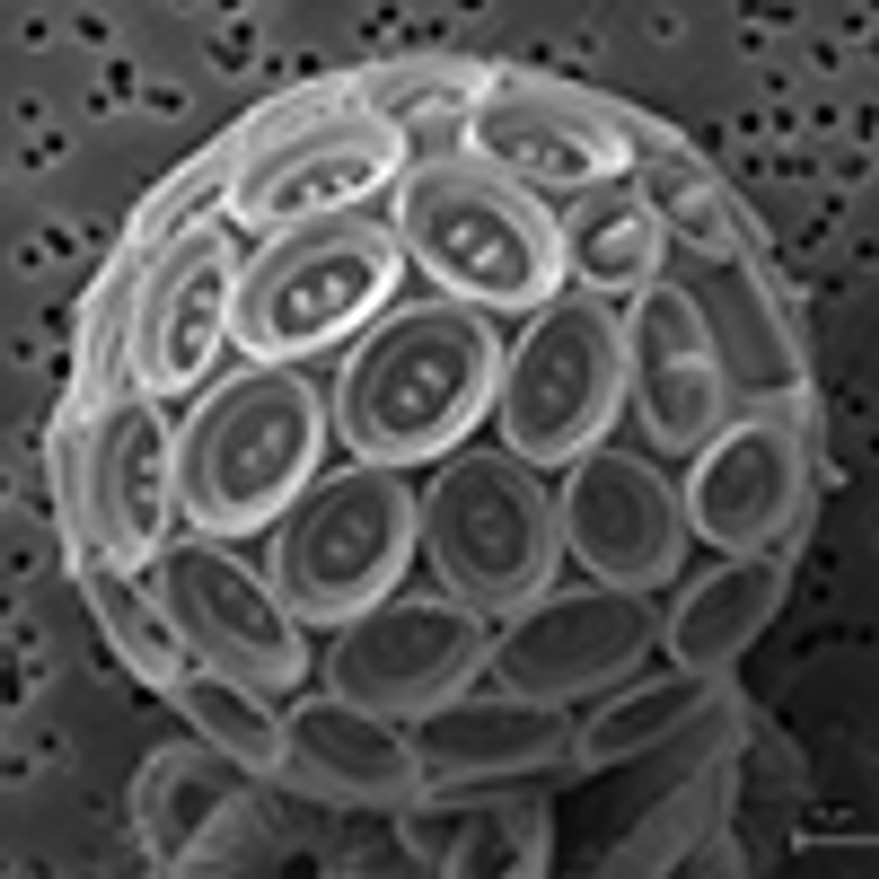 Microscopic image in black and white
