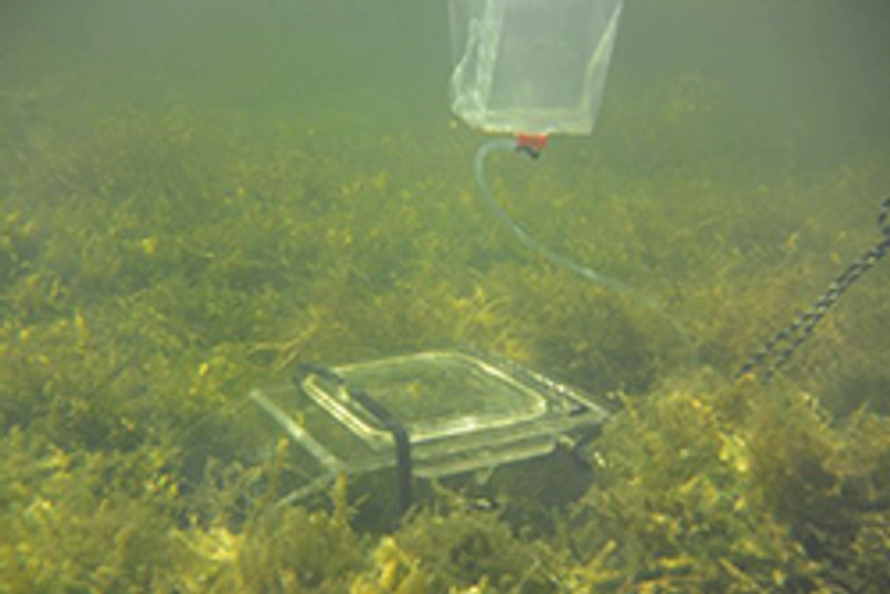 Seagrass chamber