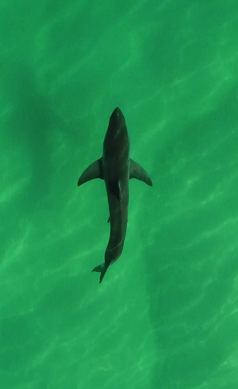 White Shark picture taken with UAV