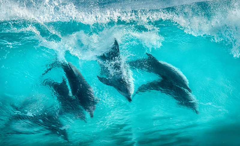 Bottlenose dolphins surfing Western Australia - image source shutterstock