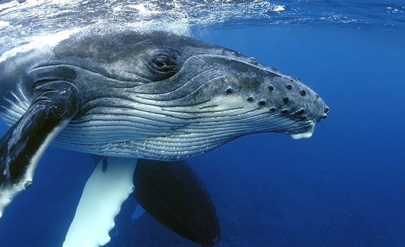 humpback-whale-close-up - image source shutterstock