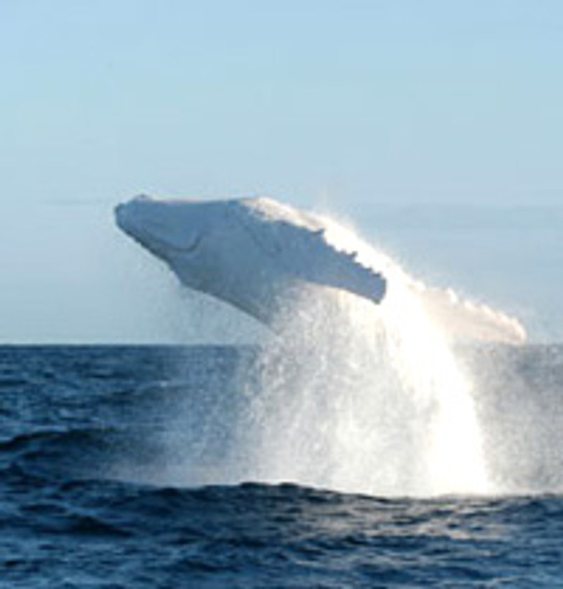 migaloo the white whale