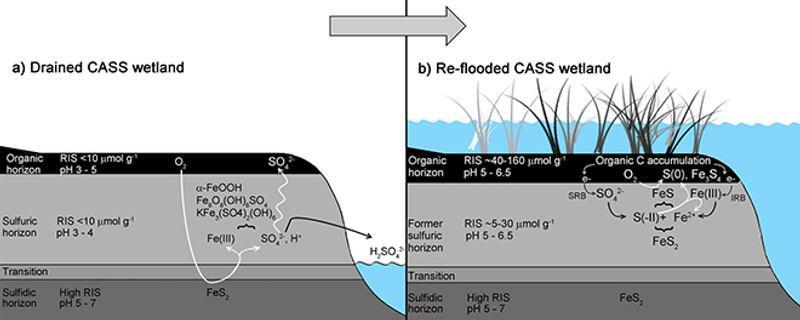 Diagram: graphic abstract of freshwater reflooding study, showing key findings