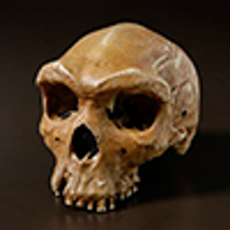 Homo heidelbergensis skull
