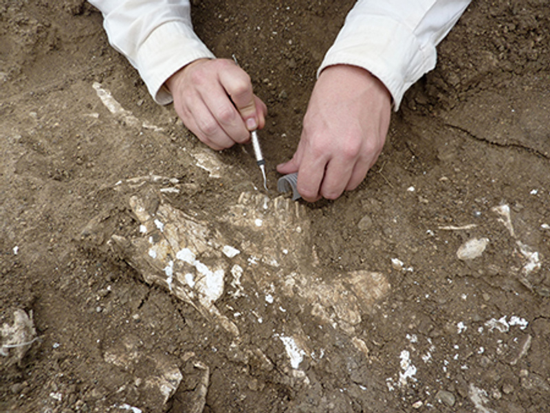 sampling sediment around fossil jaw kenya