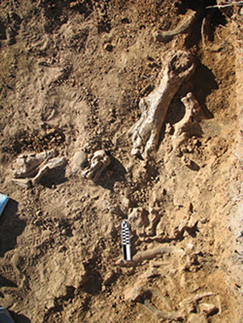diprotodon skeleton near Leichhardt River