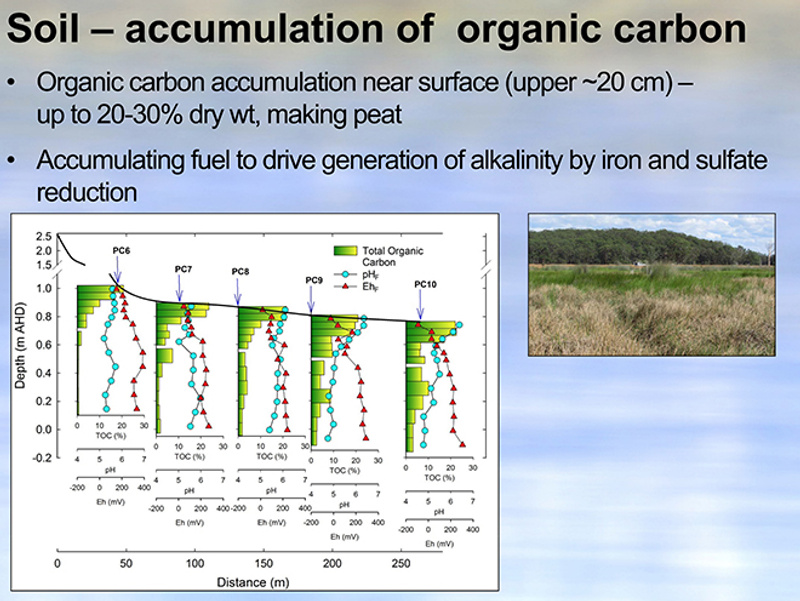 Slide 4: describing the accumulation of organic matter