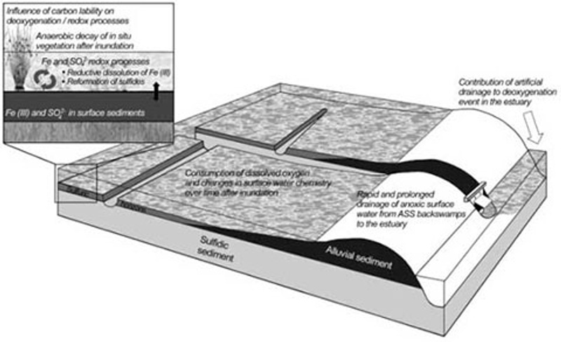Levee-Acid-Sulfate-Soil-Backswamp-Toposequence
