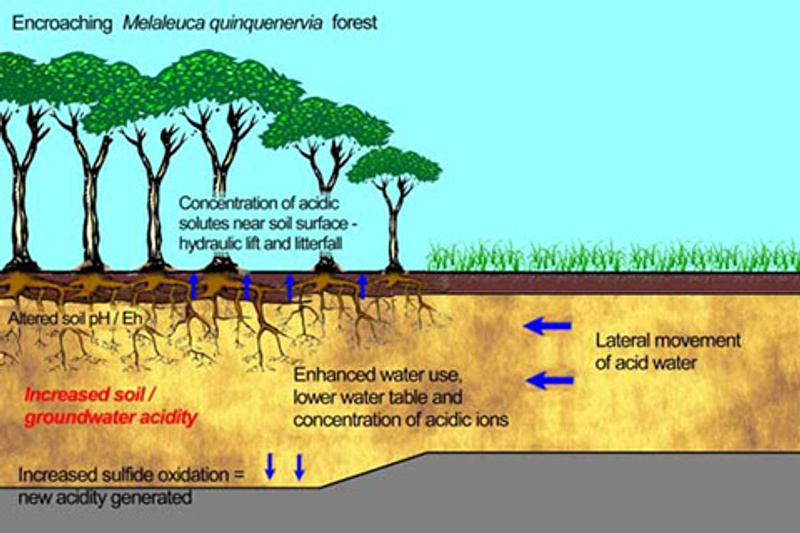 Melaleuca Biogeochemistry Acid Sulfate Soil Concept